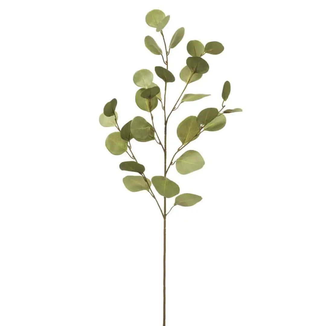 Eucalyptus Branch
